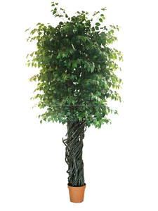 Árbol decorativo de jardín de interior bonsai ficus microcarpa, banyan bonsai - Product Image 2