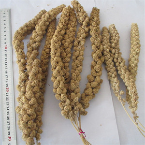 Huang Gu Sui Chinese Supply Gele Vogel Feed Spray Gierst - Product Image 3