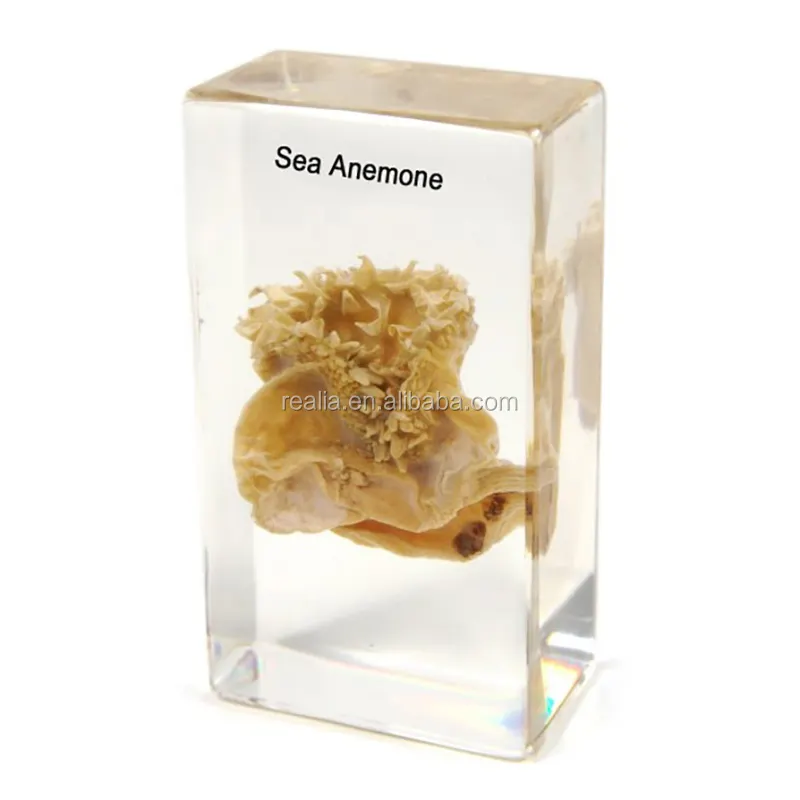 Sea Anemone กายวิภาคตัวอย่าง