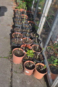 Vendita calda di alta qualità di potatura cesoie da giardino innesto strumenti - Product Image 4