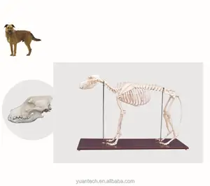 Tamaño de la naturaleza perro esqueleto modelo médico