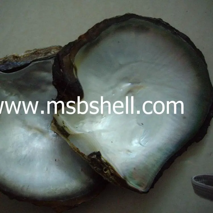 Großhandel schwarz mutter der perle mopp raw shell tahiti pinctada margaritifera