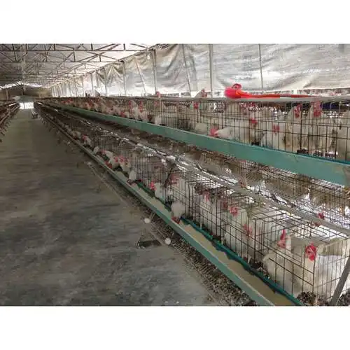 TUV sertifikalı ana ürün fiyat tavuklar için kafesleri