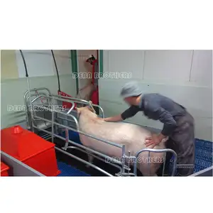 Parto cassa per la vendita Pig Attrezzature Agricole Seminare Crate