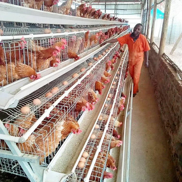 China bester Lieferant Stahlrahmen Schicht Ei Hühner käfig Geflügel Farm Bauhaus Design zum Verkauf in Kenia