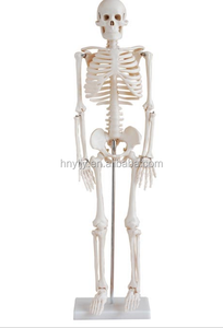 Modèles de squelette anatomique en plastique de 85 cm pour l'enseignement médical, avec nerfs et vaisseaux sanguins, squelette avec nerfs - Product Image 4