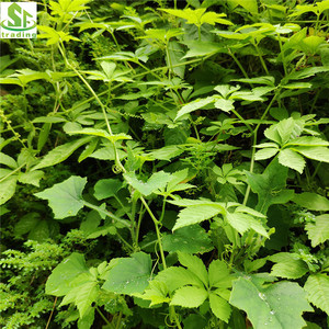Tè Jiaogulan di alta qualità Pentaphyllum Gynostemma Tea - Product Image 6