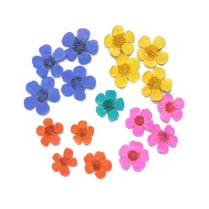 Настоящие сушеные прессованные цветы <span class=keywords><strong>Ranunculus</strong></span> Japonicus Buttercup - Product Image 1