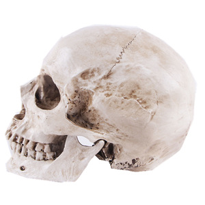 Crânes en résine d'Halloween pour la décoration - Product Image 2