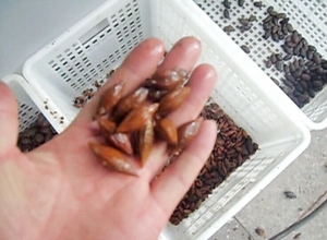 الصناعية زيت الزيتون Pitter تأليب إزالة آلة استخراج - Product Image 2