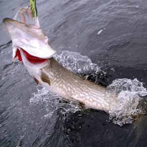 Appâts artificiels pour la pêche en gros, leurres <span class=keywords><strong>de</strong></span> surface, appâts pour poissons artificiels, appâts pour perches, tilapias, grenouilles, poppers - Product Image 6