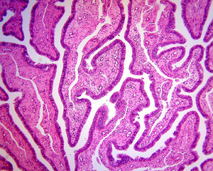 BestScope BS-2010E 40X-1000X 확대 경제적인 두눈 생물학 교육 현미경 - Product Image 6