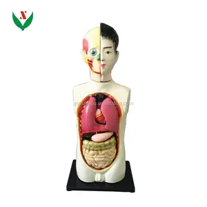 Torso umano Modello Bambini 65CM/modello anatomico