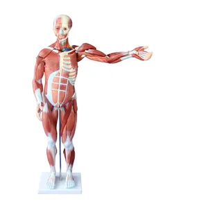 LTM329 80cm plastik insan kas anatomisi modeli