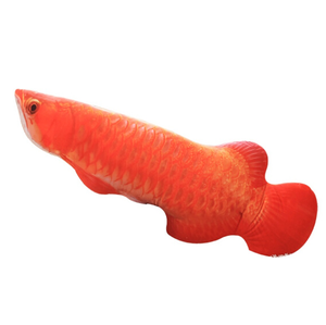 Giá rẻ Trung Quốc nhà sản xuất Mini Cá động vật đồ chơi sang trọng cho cần cẩu máy - Product Image 2