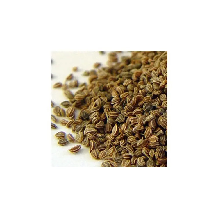 Vente en gros d'extrait de graines de céleri pur, graines de céleri naturelles