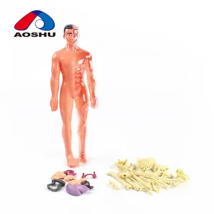 Pendidikan anak-anak kerangka torso tubuh manusia mainan puzzle model anatomi untuk murah/maqueta cuerpo humano