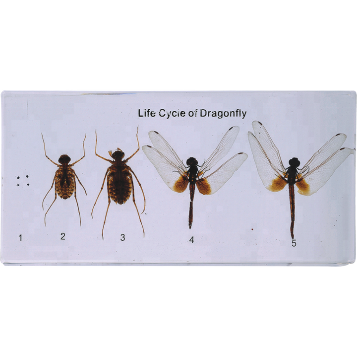 Dragonfly Insect Life Cycle