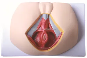 Plastische anatomie männlichen damm-modell