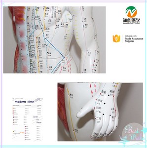 BIX-Y1004 84 सेमी pvc पुरुष एक्यूपंक्चर मॉडल 14 मेरिडियन अंकों के साथ - Product Image 5