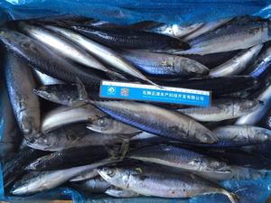 X12 nova estação mackerel peixe frozen saba redonda bqf chupeta mackerel - Product Image 2