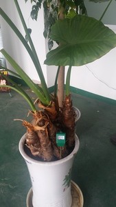 Máy Đo Phân Tích Cảm Biến Độ Ẩm Đất Không Dây Cho Cây Trồng Trong Vườn - Product Image 2
