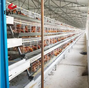 large-scale automatic poultry farm design