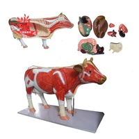 Modèle d'anatomie d'animal de compagnie, modèle d'anatomie, de squelette, chien, de chat, de vache, de lapin et de chien