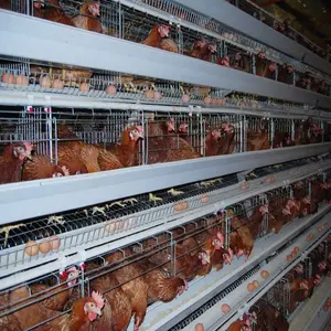 zambia layer poultry farm chicken cage for sale