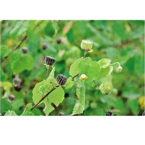 Piante Intere di Mallo Indiano Essiccate, Steli e Foglie Naturali di Abutilon Indicum - Product Image 5