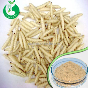ผงหนอนไม้ไผ่คุณภาพสูงมาตรฐาน ISO - Product Image 2