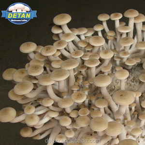 Detan Brun Shimeji Journaux Sacs De Champignons - Product Image 1