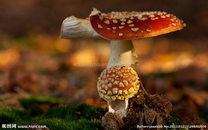 10% de Polisacáridos de Ganoderma Lucidum Karst. <span class=keywords><strong>Hongo</strong></span> <span class=keywords><strong>reishi</strong></span> Extracto de Plantas naturales - Product Image 5