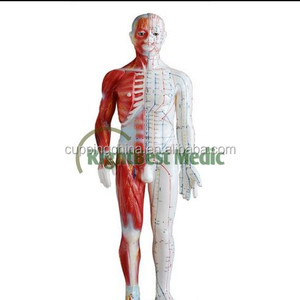 84cm masculino corpo humano acupuntura pontos e modelo muscular ensino modelo de utilizador manual em inglês - Product Image 1