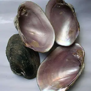 Top quality raw pink seashell decoration in best price