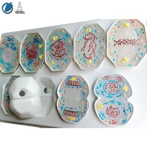 Modelo de <span class=keywords><strong>Mitosis</strong></span> de células de animales de plástico, 9 Uds. - Product Image 3