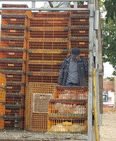 Cage de Transport professionnelle pour poules, d'oie et bouillettes avec certificat CE, livraison gratuite