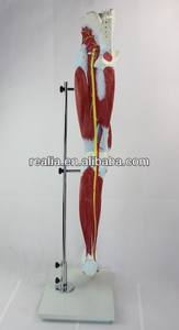 Modelo <span class=keywords><strong>de</strong></span> Músculo <span class=keywords><strong>de</strong></span> Muslo Humano HM-BD-148, Modelo <span class=keywords><strong>de</strong></span> Anatomía Muscular <span class=keywords><strong>Humana</strong></span>, Músculos <span class=keywords><strong>de</strong></span> <span class=keywords><strong>la</strong></span> <span class=keywords><strong>Pierna</strong></span> <span class=keywords><strong>Humana</strong></span> - Product Image 4