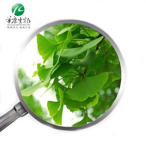 Thực Vật Ginkgo Biloba Cung Cấp ISO Từ Nhà Máy, 100% Chiết Xuất Chất Lỏng Ginkgo Biloba Chăm Sóc Sức Khỏe, Vitamin Ginkgo