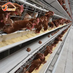 מפעל מכירה סוללה כלובי תרנגולות מטילות אפריקאי אוטומטי עוף כלוב עבור 1 יום ישן אפרוחים החווה
