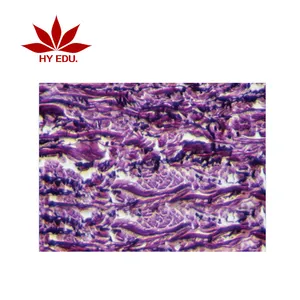 茄子和水果疾病准备显微镜植物学病理学幻灯片研究