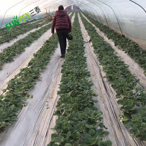 <span class=keywords><strong>Film</strong></span> <span class=keywords><strong>de</strong></span> <span class=keywords><strong>paillage</strong></span> en polyéthylène biodégradable et compostable, vente directe d'usine chinoise, <span class=keywords><strong>pour</strong></span> maintenir l'humidité du sol, <span class=keywords><strong>pour</strong></span> les <span class=keywords><strong>tomates</strong></span> - Product Image 6