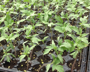 Bandeja plana de plástico para cultivo de semilleros, bandeja para semillas de flores y verduras, para guardería, invernadero de granja profesional - Product Image 4