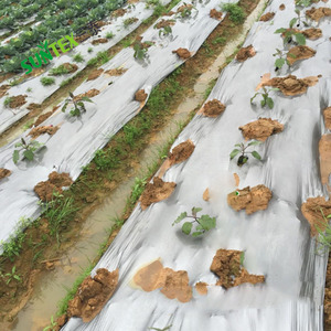 1.25 mil Trắng nông nghiệp <span class=keywords><strong>mulch</strong></span> phim 100% New LDPE Crop bảo vệ cỏ dại rào cản lớp phủ - Product Image 6