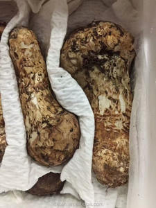 Detan-SETA de pino, <span class=keywords><strong>Tricholoma</strong></span> <span class=keywords><strong>Matsutake</strong></span>, congelada, precios - Product Image 2