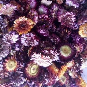 1 kg de fleurs séchées d'<span class=keywords><strong>Helichrysum</strong></span> <span class=keywords><strong>Bracteatum</strong></span>, têtes de fleurs Bracteantha Bracteata pour le thé - Product Image 5