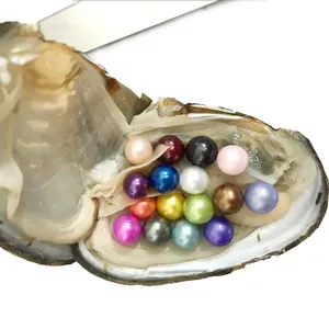 Großhandel Mehrere Geburten 6-7mm 4A Runde Salzwasser Akoya Perle Auster mit Perle, Auster 7 Schritt gebeizte Perle