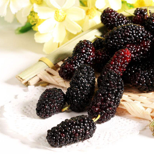 Chiết Xuất Từ Lá Morus Alba Cây Dâu Tằm Chất Lượng Cao - Product Image 4