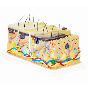 Gelsonlab HSBM-336 Allargata modello di struttura della <span class=keywords><strong>pelle</strong></span> <span class=keywords><strong>umana</strong></span> anatomico modello di <span class=keywords><strong>pelle</strong></span> - Product Image 2