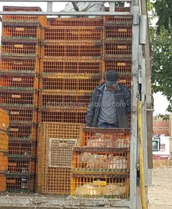 solid design cage for transport of small animal plastic poultry crate wholesale